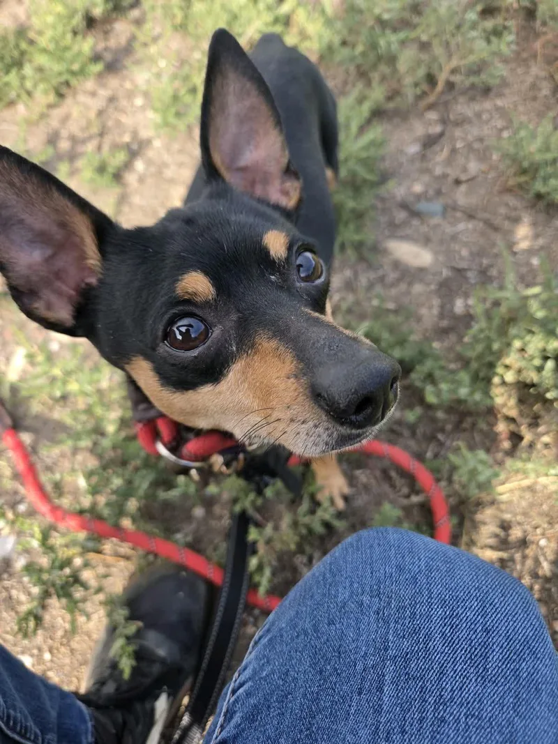 A young small-sized male Black Miniature Pinscher dog named Joey for adoption in Pueblo, CO