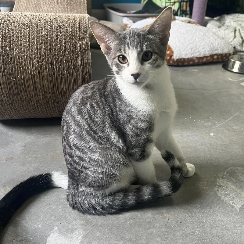 A baby large-sized male Tabby (Gray / Blue / Silver) Tabby cat named Gizmo for adoption in Palm Desert, CA