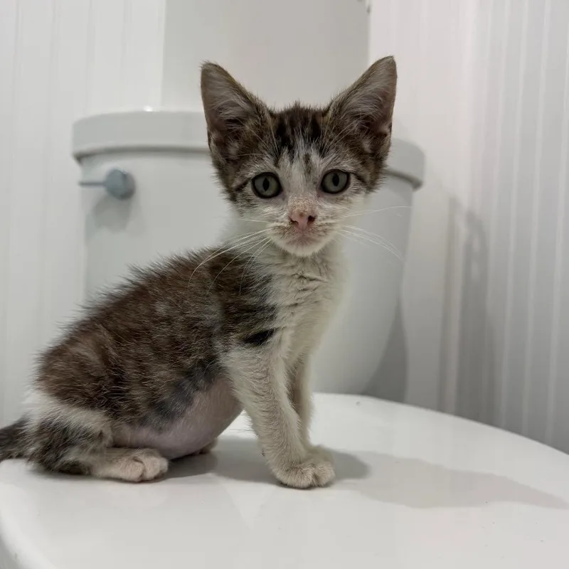 A baby small-sized female White Domestic Short Hair cat named Estelle for adoption in Seminole, FL