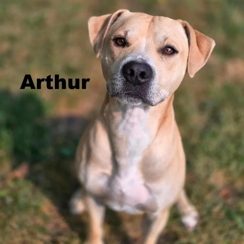 An adult medium-sized male Mixed Breed dog named Arthur for adoption in Escanaba, MI