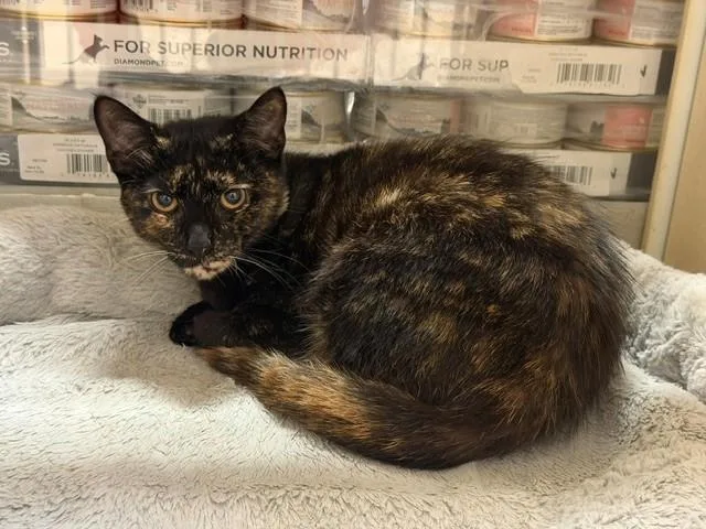 A young small-sized female Domestic Short Hair cat named Angie for adoption in Fairfield, CA