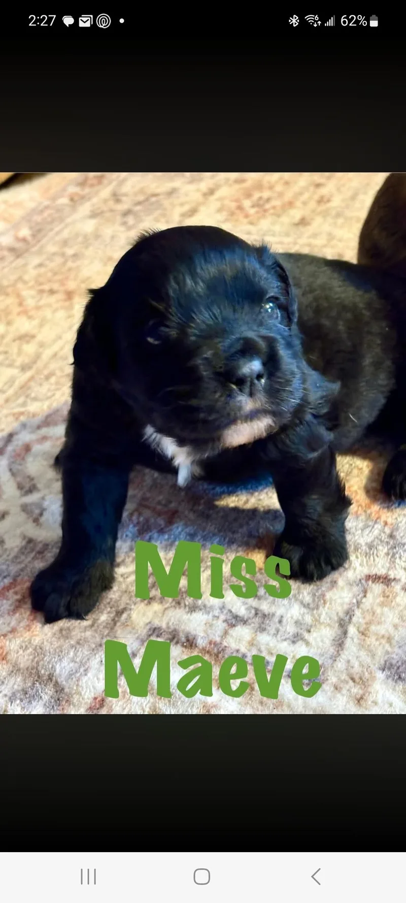 Miss Maeve thumbnail 5