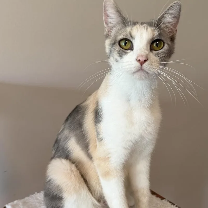 A young medium-sized female Calico Domestic Short Hair cat named Bahiti for adoption in Rochester, MN