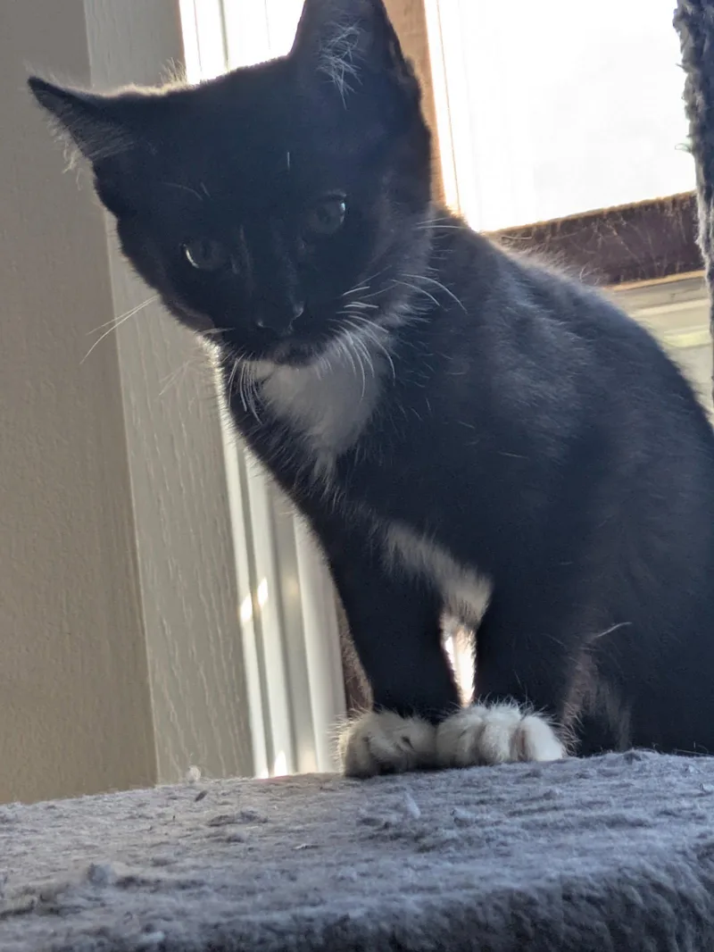 A baby medium-sized male Domestic Short Hair cat named Strawberry for adoption in Island Lake, IL