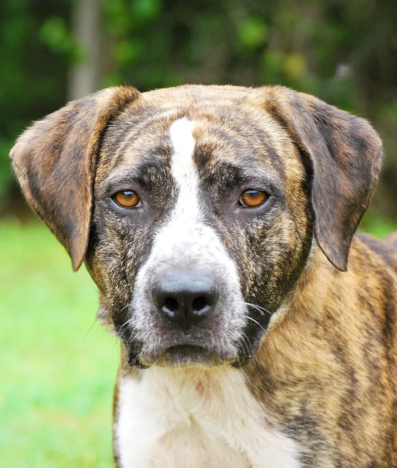 An adult medium-sized female Brindle Hound dog named Baily for adoption in manchester, TN