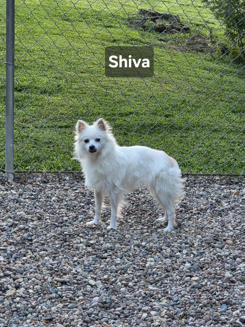 Shiva
