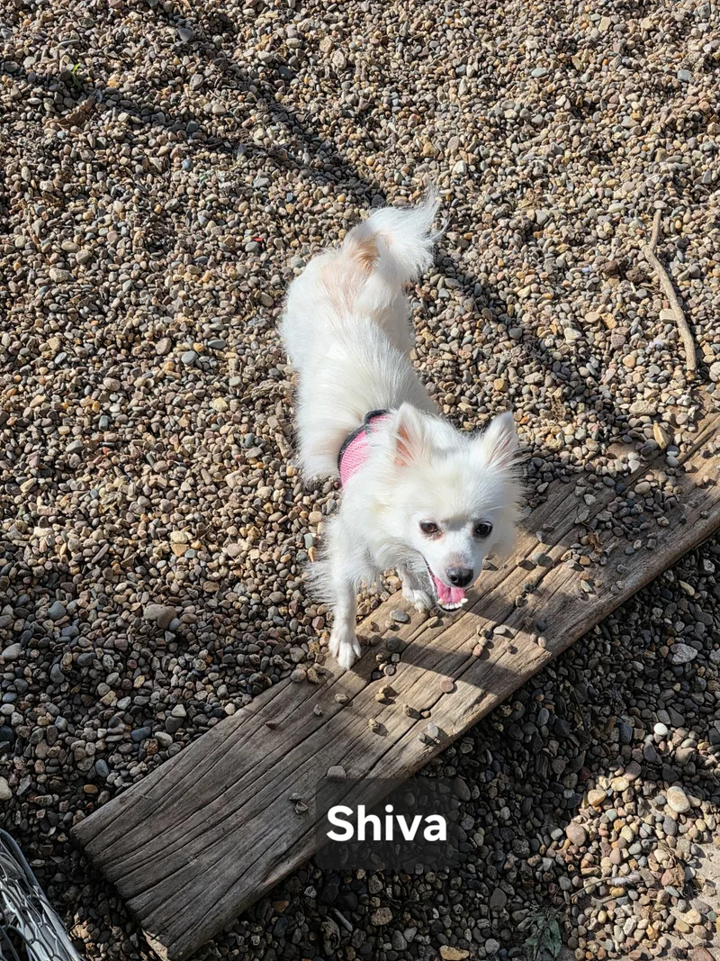 Shiva thumbnail 3