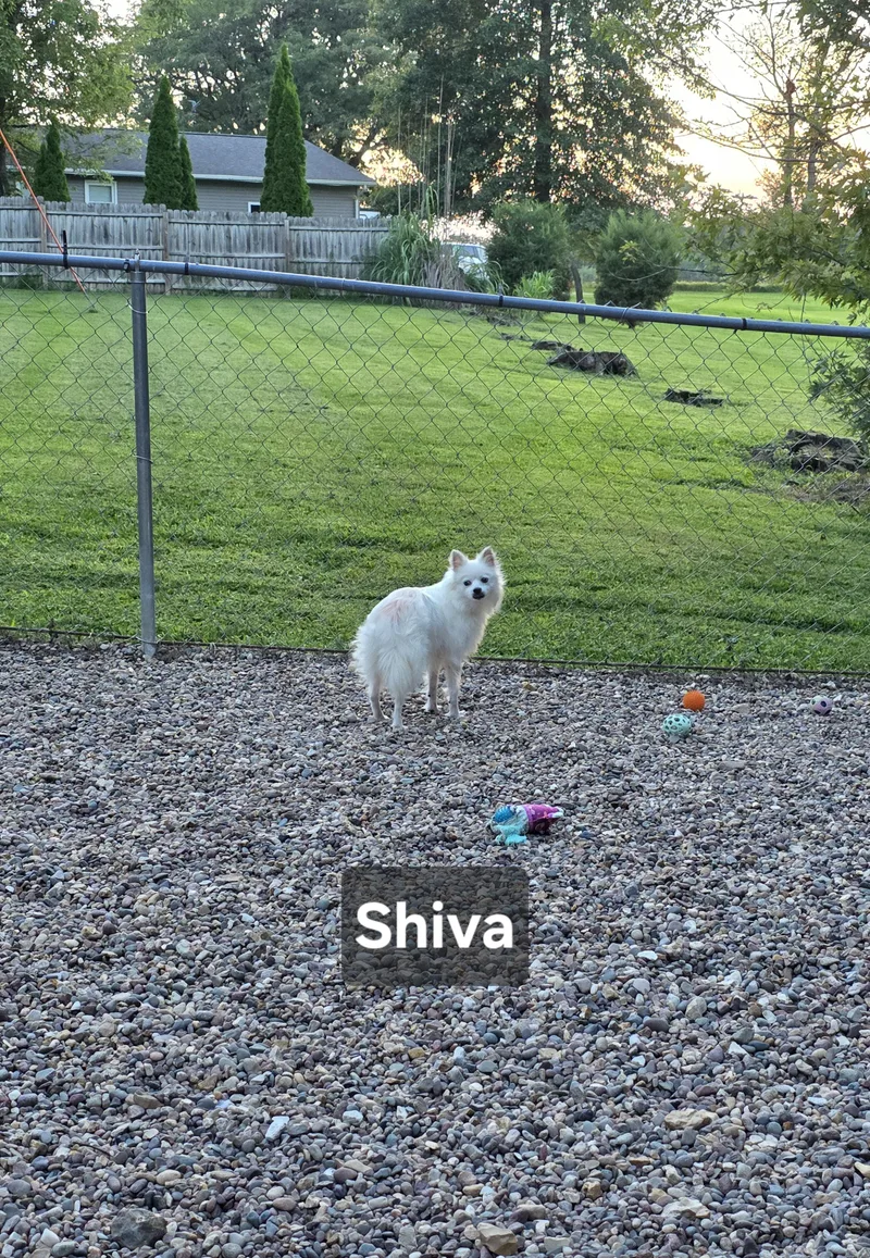 Shiva thumbnail 5