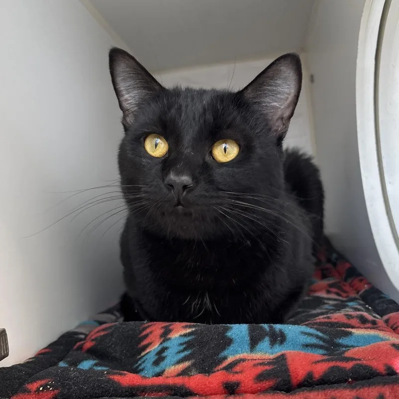 A young medium-sized male Black Domestic Short Hair cat named Cesar for adoption in Naperville, IL