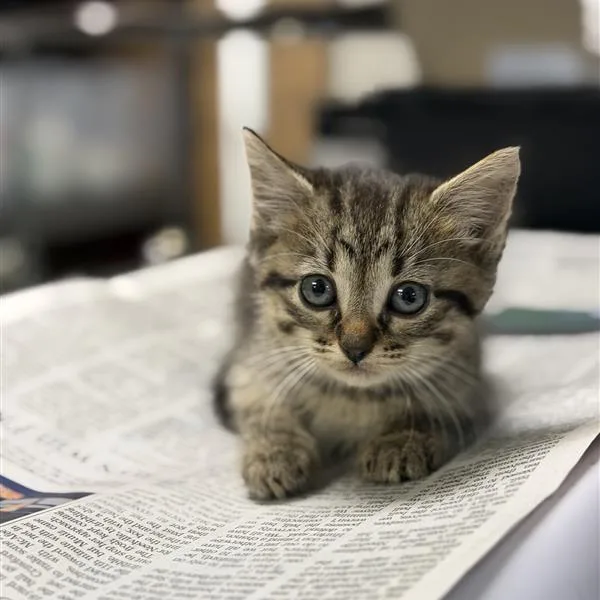 A baby small-sized female Brown / Chocolate Domestic Short Hair cat named Sage for adoption in Houston, TX