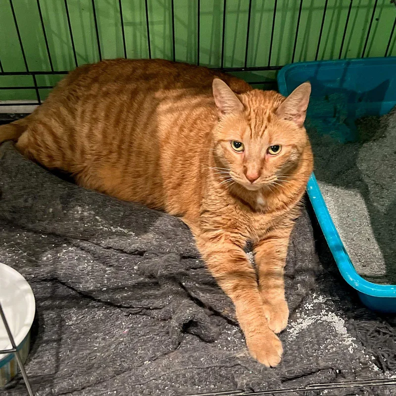 An adult large-sized male Tabby cat named Blain for adoption in Philadelphia, PA