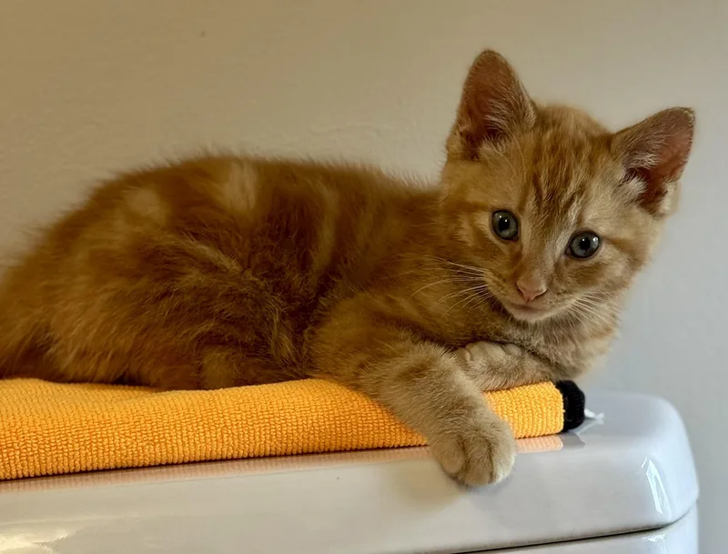A baby medium-sized male Orange / Red Domestic Short Hair cat named Joey for adoption in Montclair, NJ