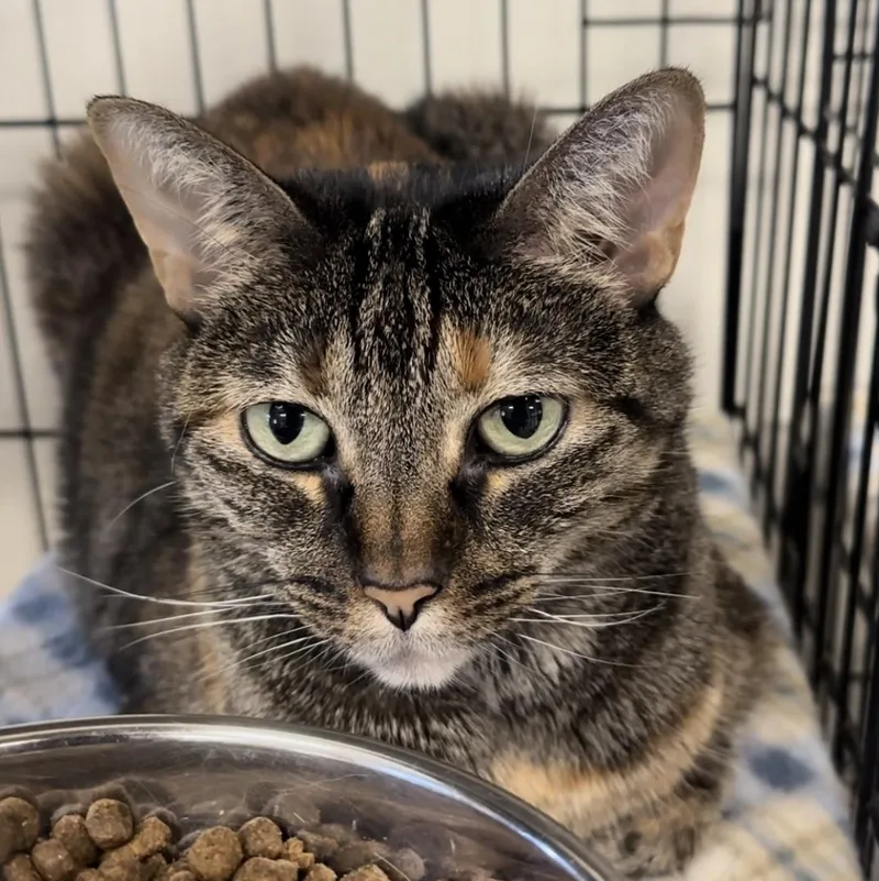 An adult medium-sized female Torbie cat named Amanda for adoption in Jackson, CA
