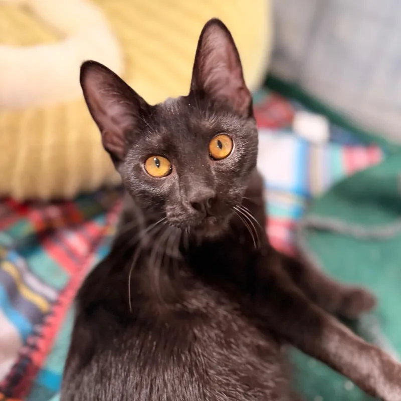 A baby small-sized female Black Domestic Short Hair cat named Murray for adoption in Green Bay, WI