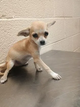 A young small-sized female Apricot / Beige Chihuahua dog named Chelsea for adoption in Harlingen, TX