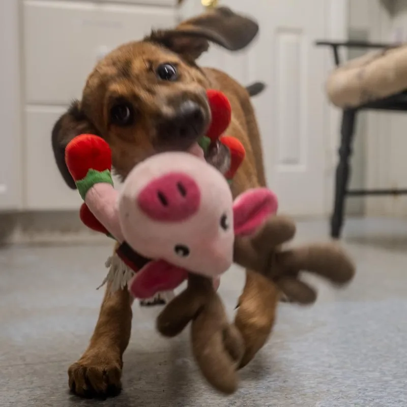 A baby medium-sized male Brown / Chocolate Shepherd dog named Pork for adoption in Pawling, NY