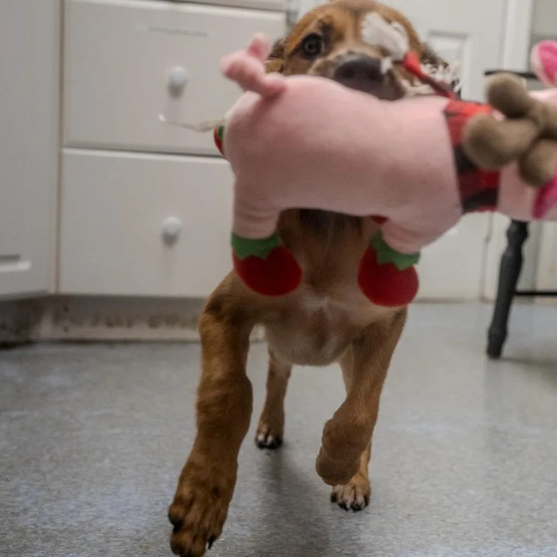 Pork thumbnail 4