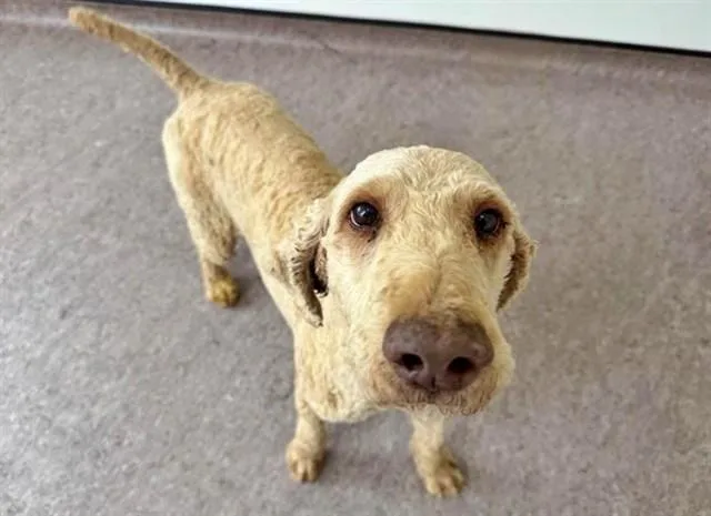 An adult large-sized male Poodle dog named The Wizard Of Paws for adoption in Saint Louis, MO