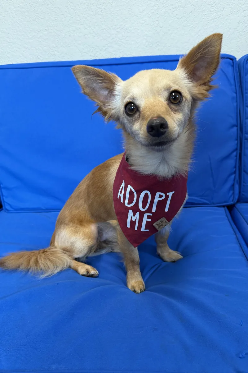 A young small-sized male Chihuahua dog named L. J. for adoption in Plant City, FL
