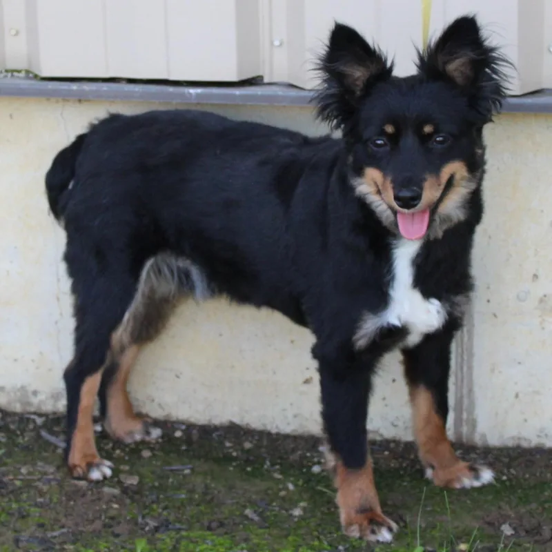 An adult small-sized male Black Australian Shepherd dog named Gucci for adoption in Eaton, OH