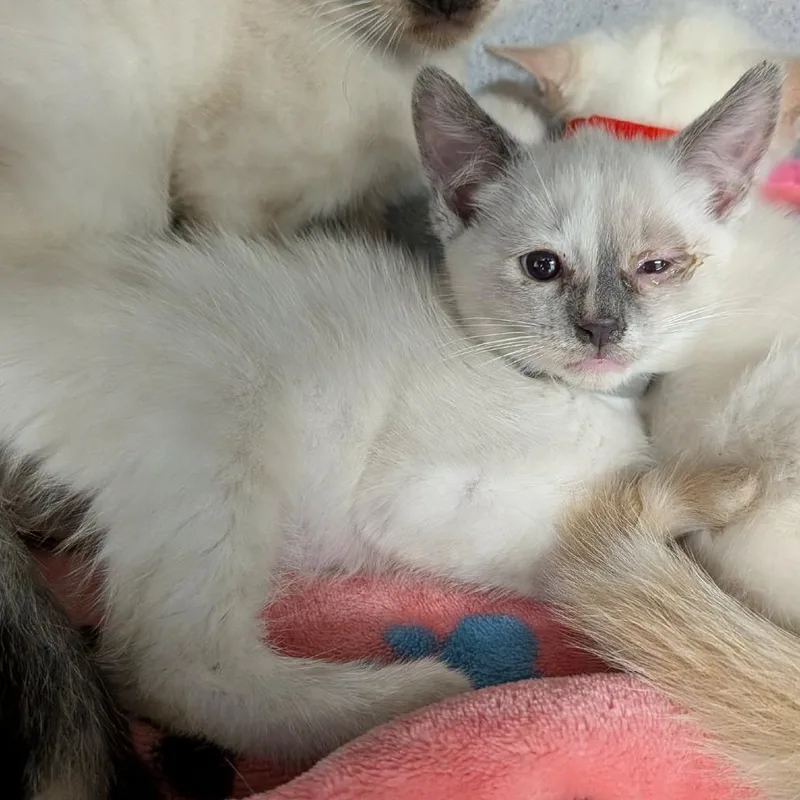 A baby small-sized female Cream / Ivory Domestic Short Hair cat named Vedagrey for adoption in Greenville, PA
