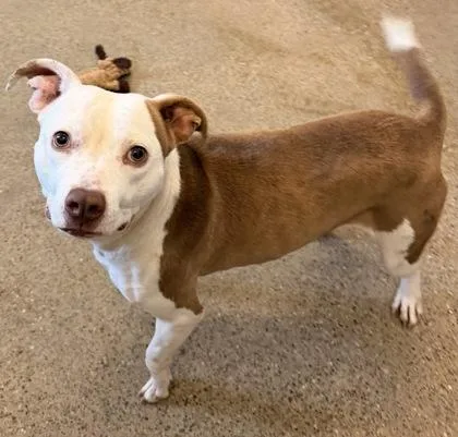 A young medium-sized female Yellow / Tan / Blond / Fawn Pit Bull Terrier dog named Sweet for adoption in Cleveland, OH