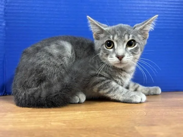 A baby medium-sized male Tabby (Gray / Blue / Silver) Domestic Short Hair cat named Pizza for adoption in Hawk Point, MO