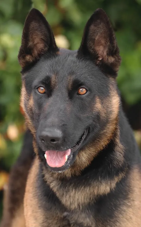 A young large-sized male Bicolor German Shepherd Dog dog named Zorro Von Ziesar for adoption in Los Angeles, CA
