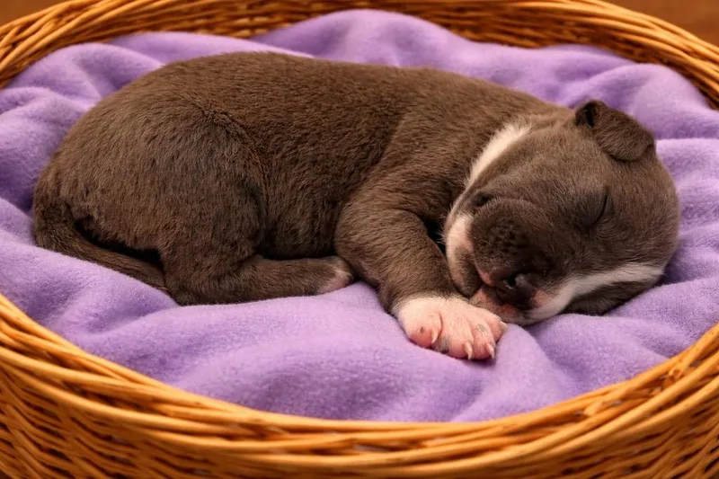 A baby small-sized female Mixed Breed dog named Annie for adoption in Centralia, IL