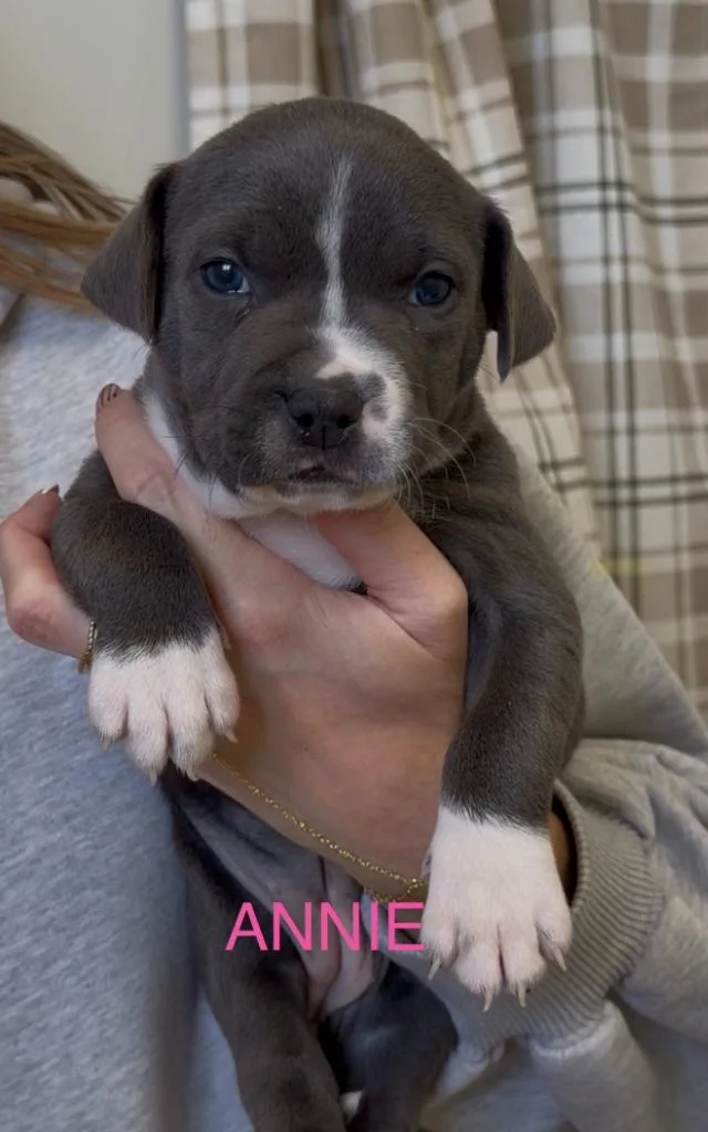 Annie thumbnail 2