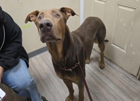 A young extra large-sized male Doberman Pinscher dog named Bonk for adoption in Oceanside, CA