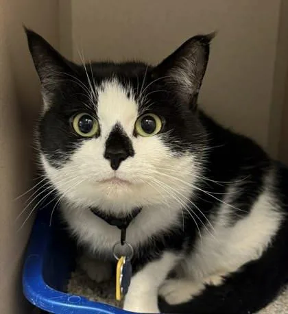 An adult medium-sized female Domestic Short Hair cat named Pitchfork for adoption in Bowling Green, KY