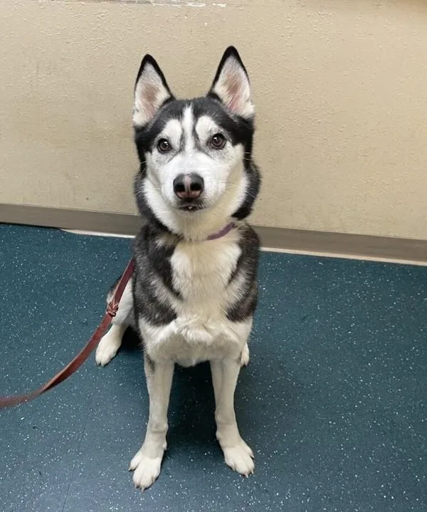 Odin
