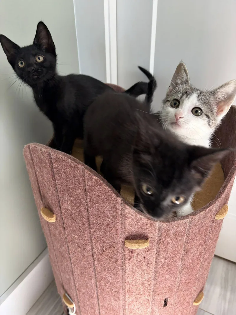 A baby small-sized female Domestic Short Hair cat named Brynna for adoption in Clarksville, TN