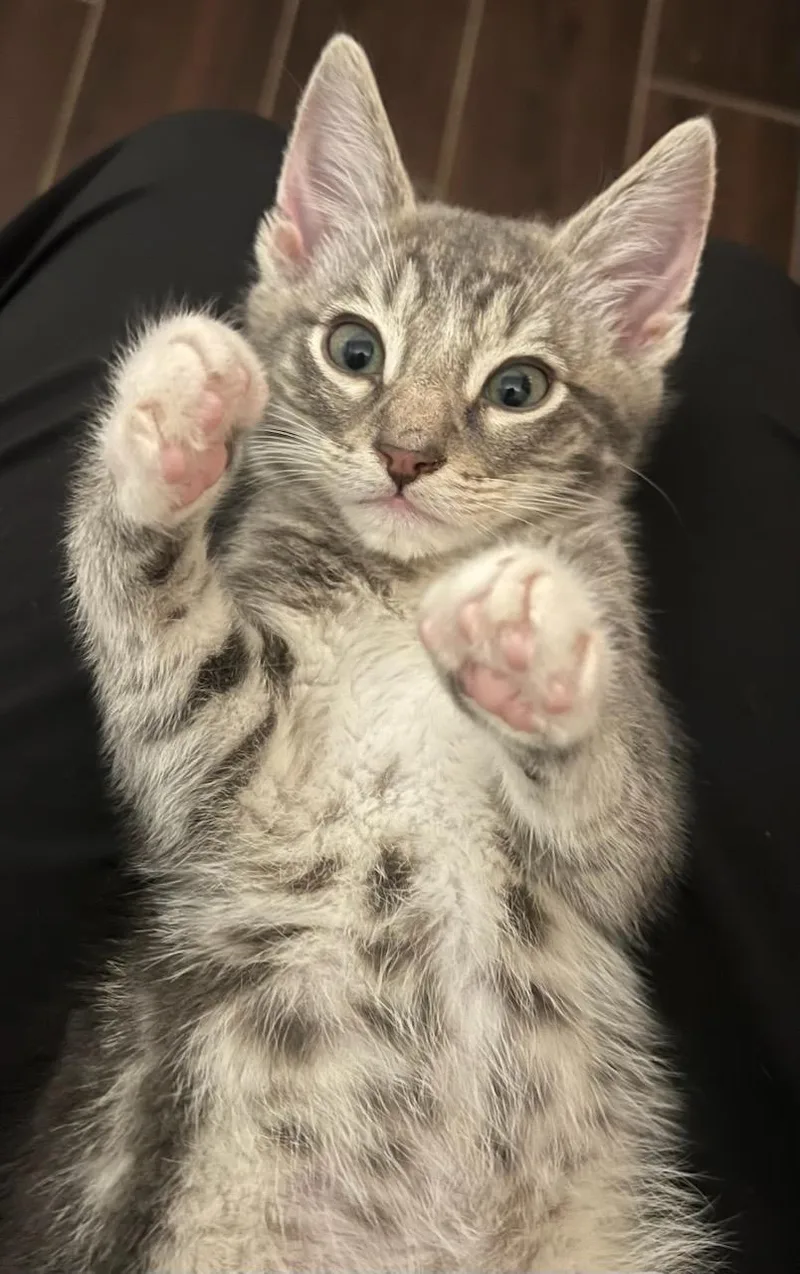 A baby large-sized male Gray / Blue / Silver American Shorthair cat named Two K for adoption in Bow, WA