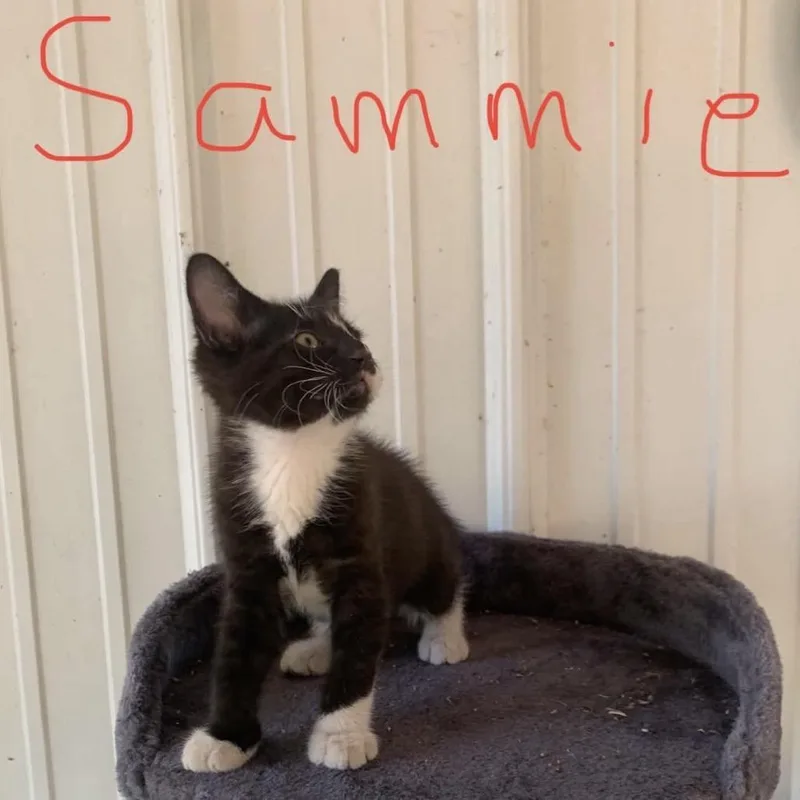 A baby small-sized female Black Domestic Short Hair cat named Sammie for adoption in Granby, MO