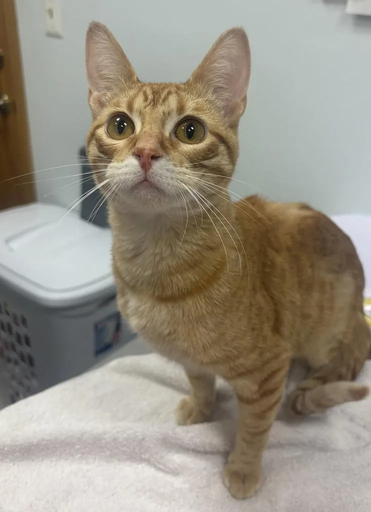 A young small-sized female Domestic Short Hair cat named Fernanda for adoption in Saint Paul, MN