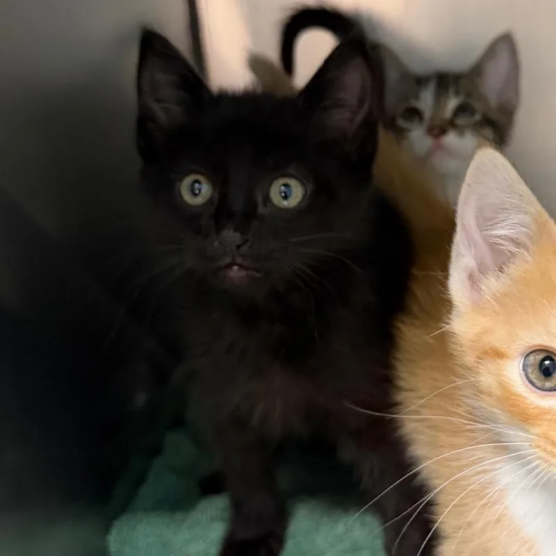 A baby small-sized male Black Domestic Short Hair cat named Bryce Canyon for adoption in Troy, VA