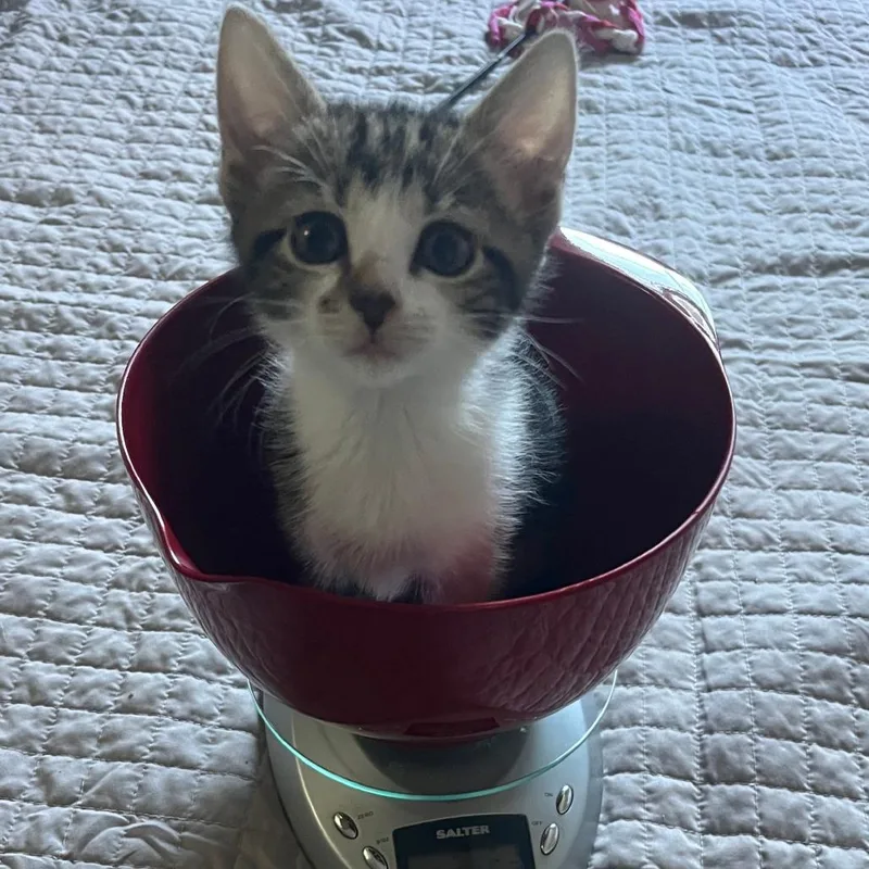 A baby small-sized female Brown / Chocolate Domestic Short Hair cat named Kona for adoption in Franklin, TN