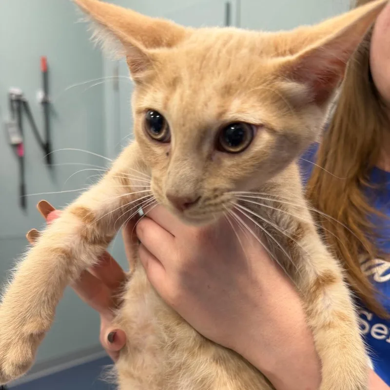 A baby small-sized male Buff / Tan / Fawn Domestic Short Hair cat named Whisk for adoption in Greensboro, NC