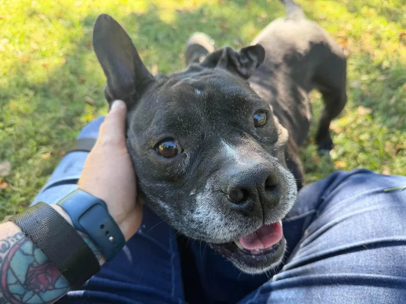 An adult medium-sized female Pit Bull Terrier dog named Odessa for adoption in Palos Heights, IL