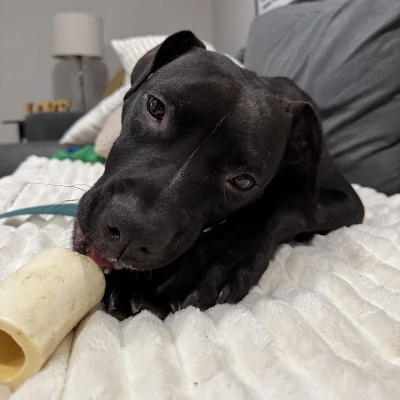 Tallulah thumbnail 2