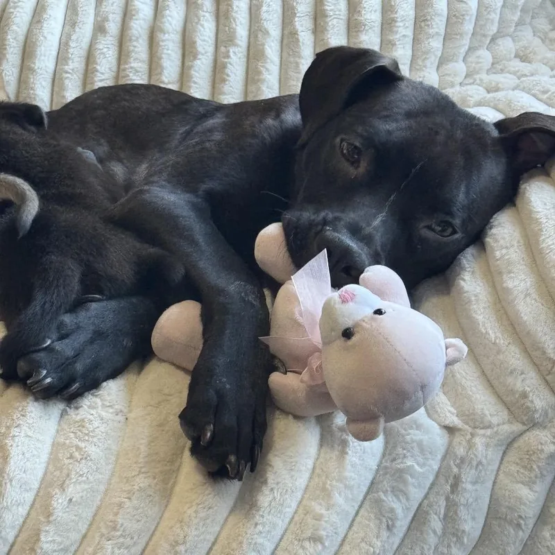 Tallulah thumbnail 3