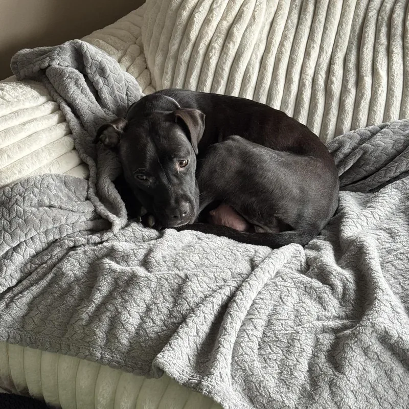 Tallulah thumbnail 4