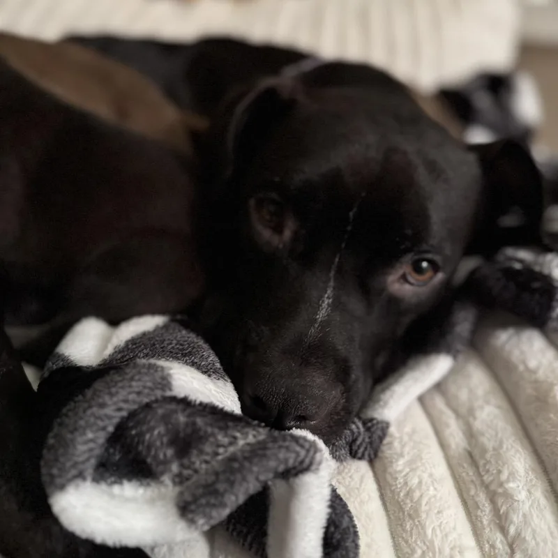 Tallulah thumbnail 5