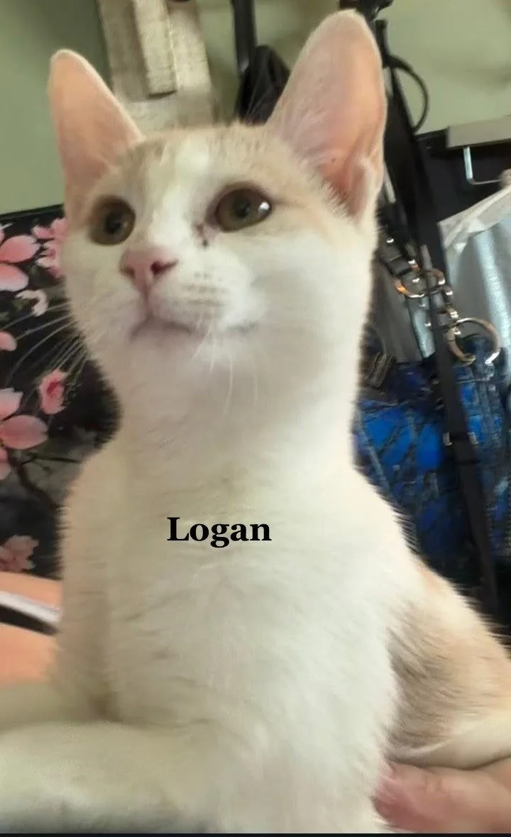 An adult medium-sized male Buff / Tan / Fawn Domestic Short Hair cat named Logan for adoption in Morehead, KY