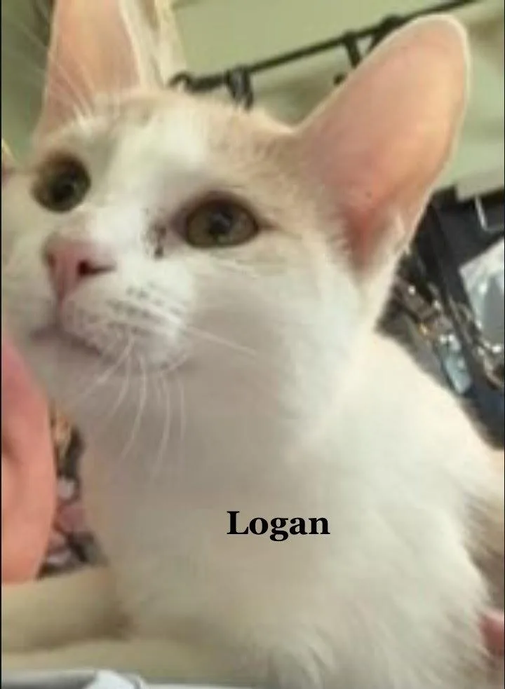 Logan thumbnail 2