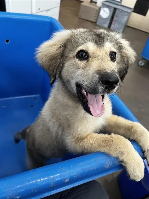 A baby large-sized female Mixed Breed dog named Missy for adoption in Dallas, TX
