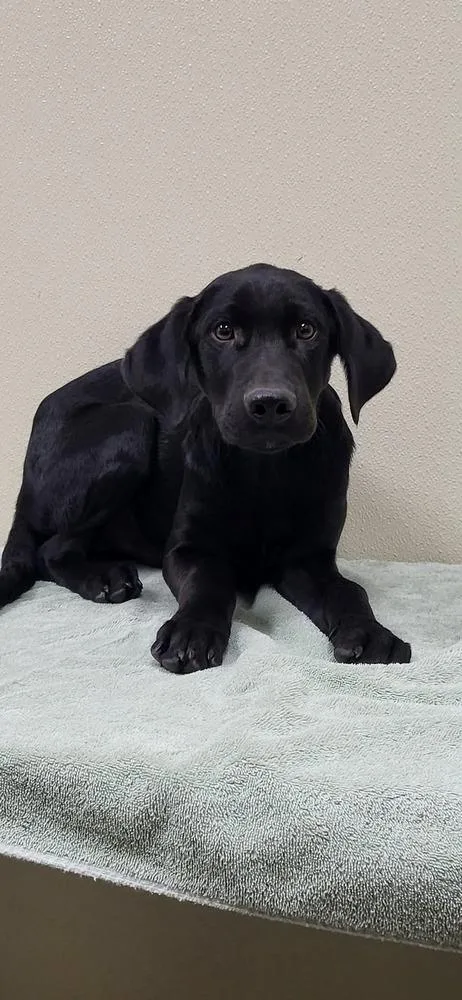 A baby large-sized male Mixed Breed dog named Ezekiel for adoption in Groveland, MA