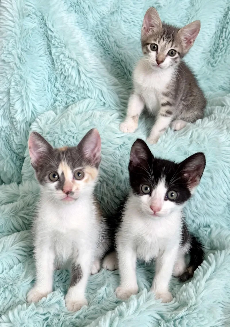 A baby small-sized male Black & White / Tuxedo Tuxedo cat named Artemis for adoption in Homestead, FL
